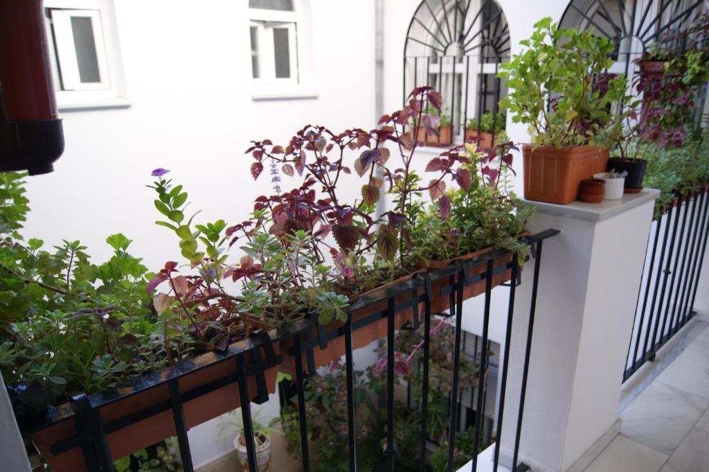 Hostal Alcazar I Cordoba Exterior photo
